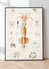 framed scientific squid wall art poster
